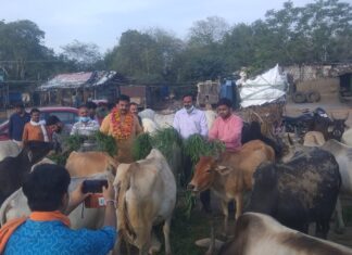 समाजसेवी द्वारा गौवंश की सेवा, हरिशंकरी वृक्षों का रोपण किया