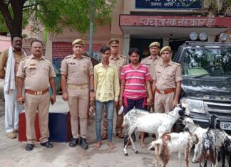 झांसी के युवक टाटा सफारी से छह बकरी चोरी कर ले जाते पकड़े