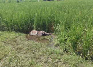 झांसी में ग्रामीण का रक्त रंजित शव खेत में मिला