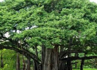 भगवान श्री कृष्ण के पसंदीदा वृक्ष लगाने की इजाजत की अर्जी सुप्रीम कोर्ट में