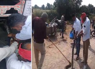 ट्रक में सफर कर रहा था अजगर, #झांसी में पकड़ा