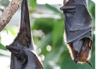 दहशत : सैंकड़ों चमगादड़ों की सामूहिक मौत