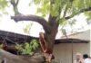 #Jhansi नीम की भारी भरकम शाखा गिरने से अधिवक्ता चैंबर क्षतिग्रस्त