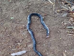 #Jhansi शिकारी को मार घायल शिकार पर मौत का दंश