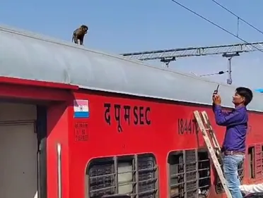 monkey_1742287477164_1742287485941