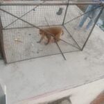 दतिया स्टेशन पर आरपीएफ के प्रयास से पकडे गये उपद्रवी बंदर