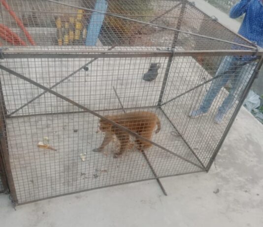 दतिया स्टेशन पर आरपीएफ के प्रयास से पकडे गये उपद्रवी बंदर