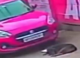 दर्दनाक: चालक ने कार से कुत्ते को बेरहमी से रौंदा