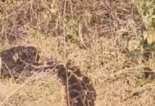 #Jhansi अजगर ने लगाया 3 किमी लम्बा जैम