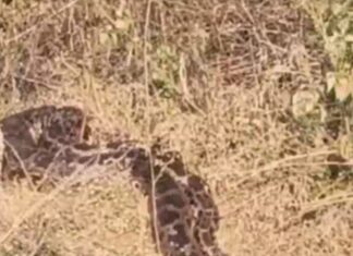 #Jhansi अजगर ने लगाया 3 किमी लम्बा जैम