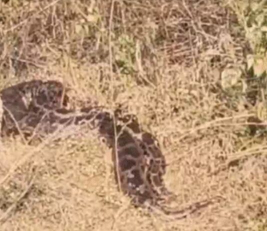 #Jhansi अजगर ने लगाया 3 किमी लम्बा जैम