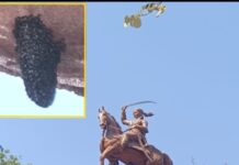 खतरा सर पर : पार्क में वीरांगना के अश्व के पेट पर मधुमक्खी का छत्ता