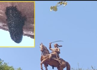 खतरा सर पर : पार्क में वीरांगना के अश्व के पेट पर मधुमक्खी का छत्ता