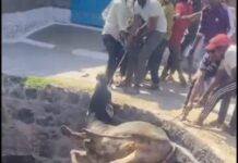 अन उपयोगी सूखे कुएं में गिरा सांड, कड़ी मशक्कत से ग्रामीणों ने निकाला