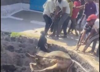 अन उपयोगी सूखे कुएं में गिरा सांड, कड़ी मशक्कत से ग्रामीणों ने निकाला