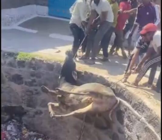 अन उपयोगी सूखे कुएं में गिरा सांड, कड़ी मशक्कत से ग्रामीणों ने निकाला