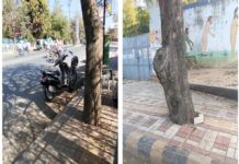 झांसी में सौंदर्यीकरण के नाम पर पेड़ों की कटाई व कंक्रीटीकरण पर एनजीटी गंभीर