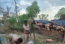 आबकारी का प्रवर्तन अभियान, 255 लीटर अवैध शराब बरामद