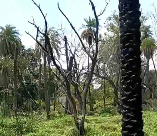 23 करोड़ के सौंदर्यीकरण में नारायण बाग का अस्तित्व गुम
