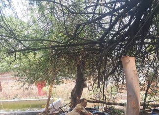 310 लीटर कच्ची शराब बरामद, 1200 किग्रा लहन नष्ट