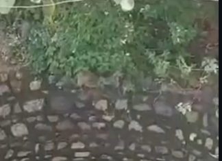 लापता बीएससी की छात्रा का शव कुएं में उतराता मिला